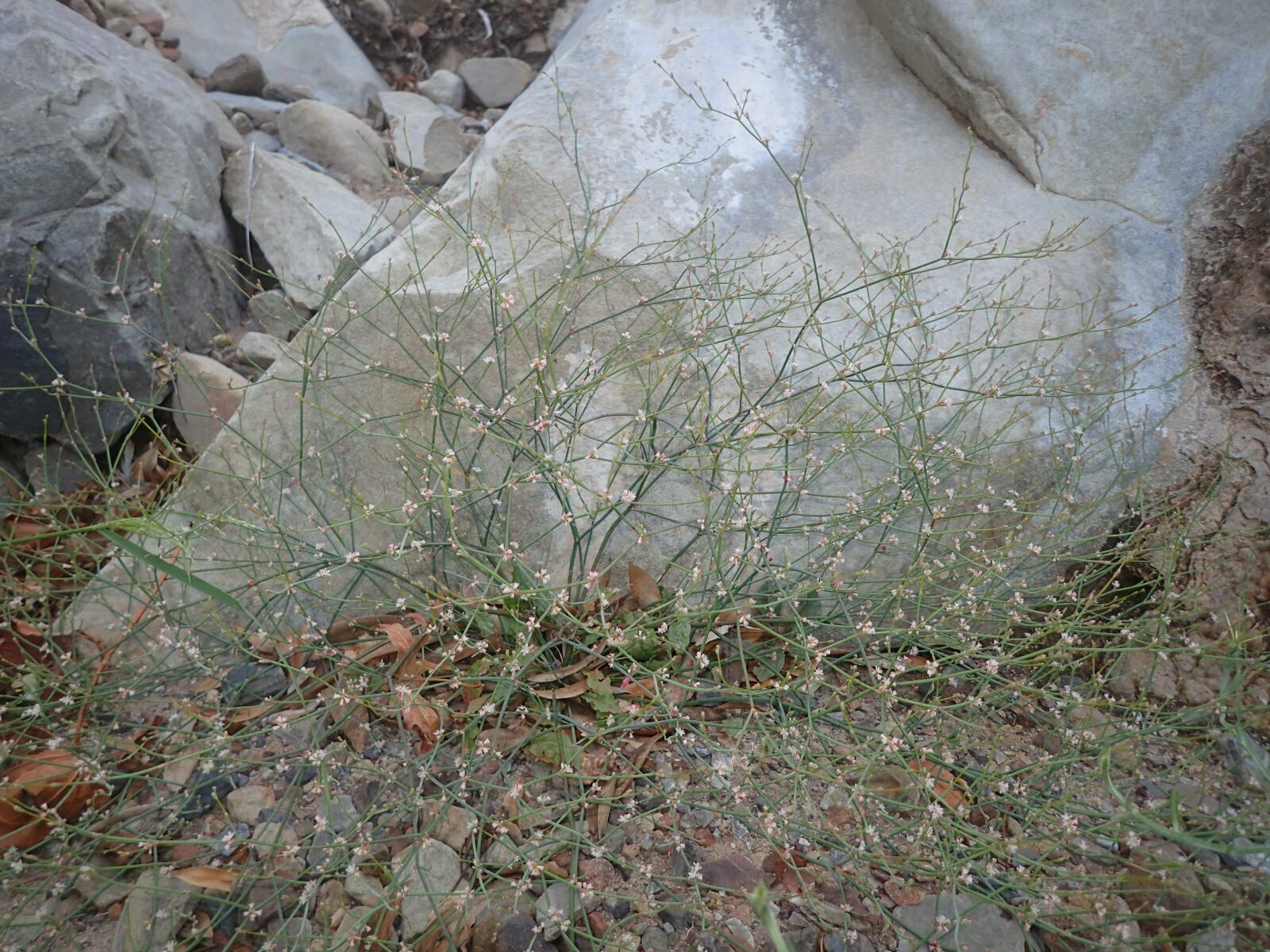 High Resolution Eriogonum gracile Plant